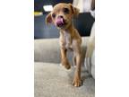 Adopt Clash a Mixed Breed (Medium) / Mixed dog in Thousand Oaks, CA (41223227)