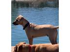 Adopt Jagger a Tan/Yellow/Fawn Labrador Retriever / Shepherd (Unknown Type) /