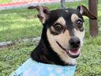 Adopt Jerry a Black Mixed Breed (Small) / Mixed dog in Georgetown, TX (41179708)