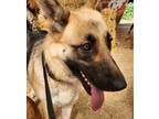 Adopt Keylee a Black - with Tan, Yellow or Fawn German Shepherd Dog / Mixed dog