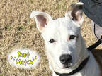 Adopt Butter a White Mixed Breed (Small) / Mixed Breed (Medium) / Mixed (short