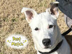 Adopt Butter a White Mixed Breed (Large) / Mixed dog in Georgetown