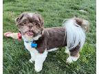 Adopt Sparky! a Brown/Chocolate - with White Shih Tzu / Mixed dog in Roseville