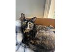 Adopt Sable a Domestic Shorthair / Mixed (short coat) cat in Rutherfordton