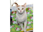 Adopt Mimi a Orange or Red Domestic Shorthair / Mixed Breed (Medium) / Mixed