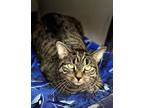 Adopt Olive a Tiger Striped Domestic Shorthair (short coat) cat in Whitehall
