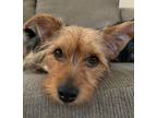 Adopt Coqui a Brown/Chocolate Australian Terrier dog in WAYNE, NJ (40951375)