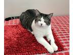 Adopt Paddingtom a Brown Tabby Domestic Shorthair (short coat) cat in Whitehall