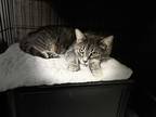 Adopt Emmi a Gray, Blue or Silver Tabby Domestic Shorthair (short coat) cat in