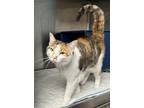 Adopt Candy a Calico or Dilute Calico Domestic Shorthair (short coat) cat in