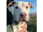 Adopt Spiderman a White - with Tan, Yellow or Fawn Pit Bull Terrier / Mixed dog