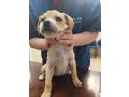 Adopt Precious a Tan/Yellow/Fawn Labrador Retriever / Mixed dog in Kirby
