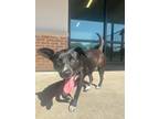 Adopt Demi a Black Labrador Retriever / Mixed dog in Baton Rouge, LA (41199697)