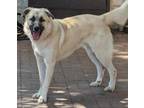 Adopt Wheatley a Tan/Yellow/Fawn Anatolian Shepherd / Mixed dog in Mesquite
