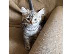 Adopt Abby-Edith a Calico or Dilute Calico Domestic Shorthair cat in