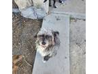 Adopt Miles a Shih Tzu dog in Phenix City, AL (41223285)