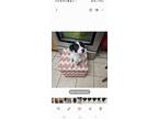 Adopt Tot a Labrador Retriever dog in Phenix City, AL (41223283)