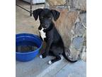 Adopt TATER a Labrador Retriever dog in Phenix City, AL (41223282)