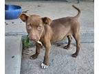 Adopt Ginger a American Staffordshire Terrier dog in Phenix City, AL (41223281)