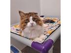 Adopt Bailey a Brown Tabby Domestic Longhair / Mixed (long coat) cat in Bay