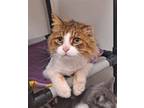 Adopt Bailey a Brown Tabby Domestic Longhair / Mixed (long coat) cat in Bay