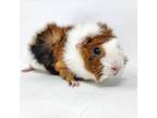 Adopt Einstein a Orange Guinea Pig / Guinea Pig / Mixed small animal in Largo
