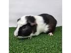 Adopt Frank a Black Guinea Pig / Guinea Pig / Mixed (short coat) small animal in