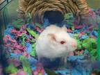 Adopt JACK a Hamster (medium coat) small animal in Tustin, CA (41182834)