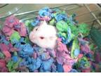 Adopt BENJAMIN a Hamster (medium coat) small animal in Tustin, CA (41182833)