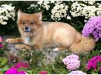 Adopt Reese a Red/Golden/Orange/Chestnut Mixed Breed (Small) / Mixed dog in