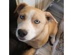 Adopt Fozzie Bear a White - with Tan, Yellow or Fawn Australian Shepherd /