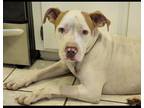 Adopt Sadie a White - with Brown or Chocolate Mutt / Mixed dog in Whitehouse