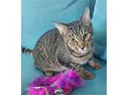 Adopt Ziti a Brown Tabby Domestic Shorthair / Mixed cat in Rochester