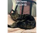 Adopt Duchess a Gray, Blue or Silver Tabby Domestic Shorthair (short coat) cat
