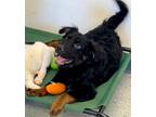 Adopt Tio a Australian Shepherd / Mixed dog in Heber, UT (40972272)