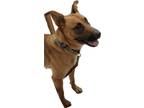 Adopt Watusi a Tan/Yellow/Fawn Shepherd (Unknown Type) / Mixed dog in Houston