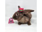 Adopt Galadriel a Chocolate American / Mixed rabbit in Largo, FL (41148562)