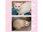 Adopt COCONUT a White Domestic Shorthair (short coat) cat in Buckhannon