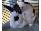 Adopt Dottie a English Spot / Mixed rabbit in Napa, CA (41222632)