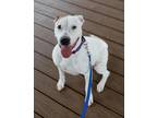 Adopt Cherry a White American Staffordshire Terrier / Mixed Breed (Medium) /
