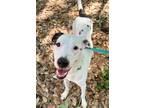 Adopt Blossom a White Terrier (Unknown Type, Medium) / Mixed Breed (Medium) /