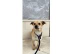 Adopt Jive a Mixed Breed (Medium) / Mixed dog in Thousand Oaks, CA (41222612)