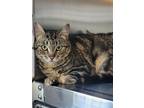 Adopt Warbler a Domestic Shorthair / Mixed cat in Salmon Arm, BC (41183703)