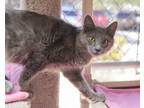 Adopt Miles a Gray or Blue Domestic Longhair / Domestic Shorthair / Mixed cat in