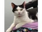 Adopt Ming a Black & White or Tuxedo Domestic Shorthair (short coat) cat in