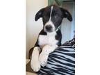 Adopt Theodore a Black - with White Border Collie / Husky dog in Challis