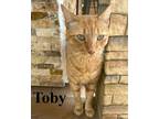 Adopt Toby a Orange or Red Tabby Domestic Shorthair (short coat) cat in Porter