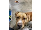 Adopt Arctic a Tan/Yellow/Fawn - with White Pointer dog in Airdrie