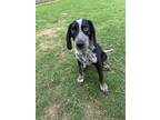 Adopt Stanley a Australian Shepherd / Coonhound (Unknown Type) dog in Oklahoma
