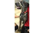 Adopt MR BENTLEY a Gray/Blue/Silver/Salt & Pepper Great Dane / Mixed dog in